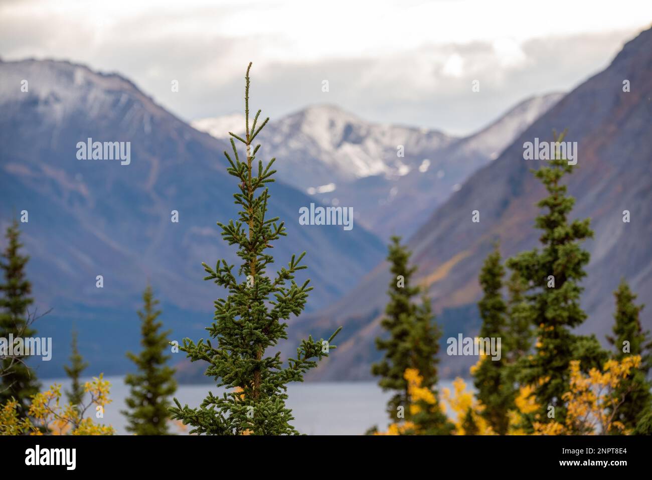 Splendida giunzione Haines situato nel nord del territorio Yukon, Canada. In autunno con splendidi colori gialli autunnali Foto Stock