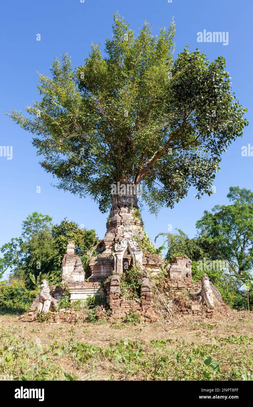 Albero verde che cresce attraverso i mattoni dell'antica Pagoda a Hsipaw, Myanmar. Vecchio stupa buddista e vegetazione. Foto Stock