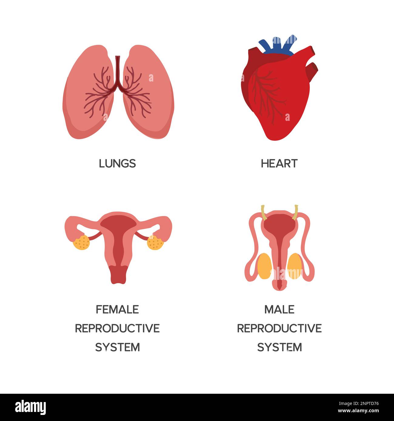 Organi interni umani, parti anatomiche cartoni animati, cuore e polmoni, sistema riproduttivo maschile e femminile, illustrazione vettoriale. Illustrazione Vettoriale