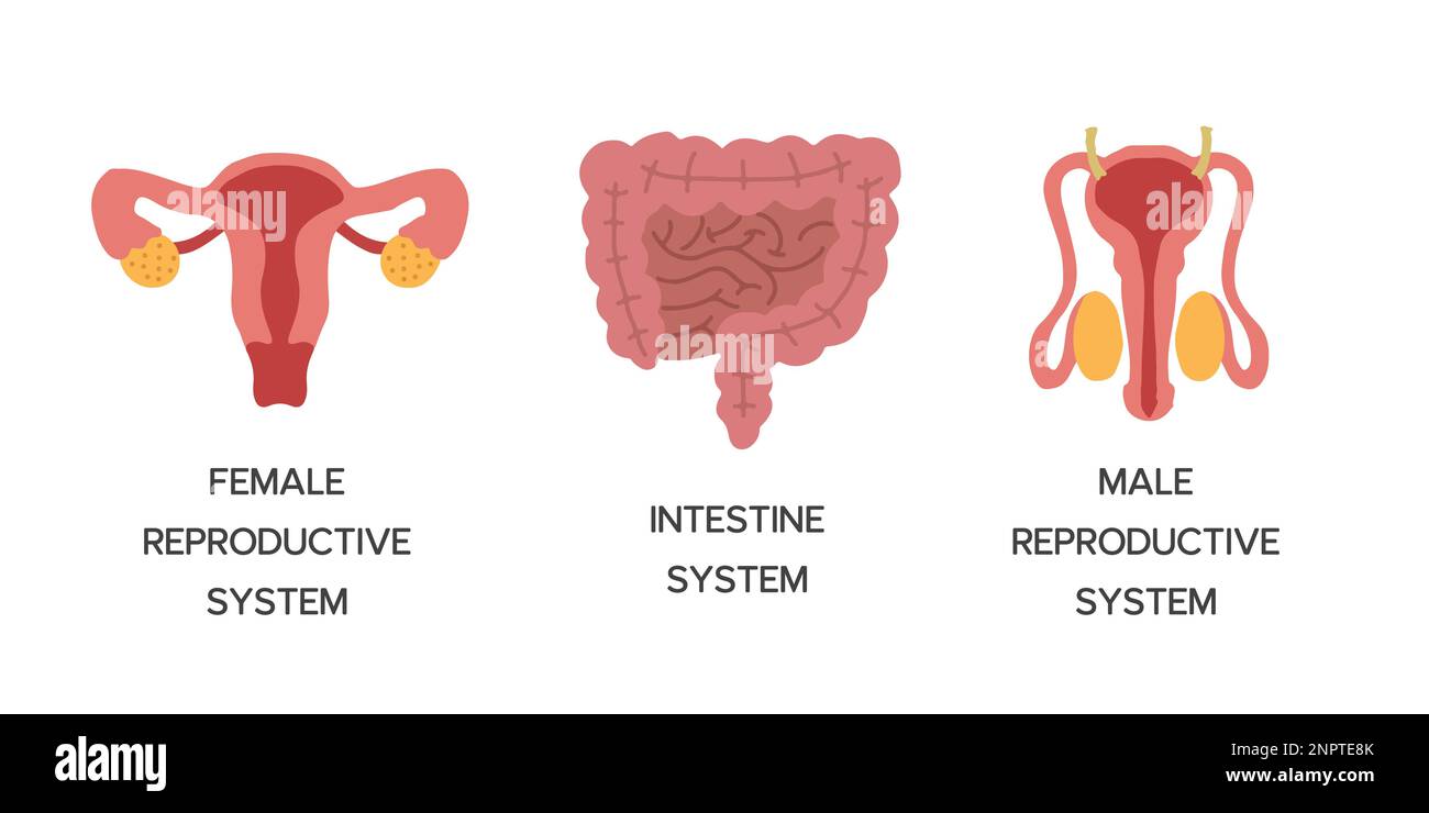 Organi interni umani, parti anatomiche di cartoni animati, sistema intestinale, sistema riproduttivo maschile e femminile, illustrazione vettoriale. Illustrazione Vettoriale