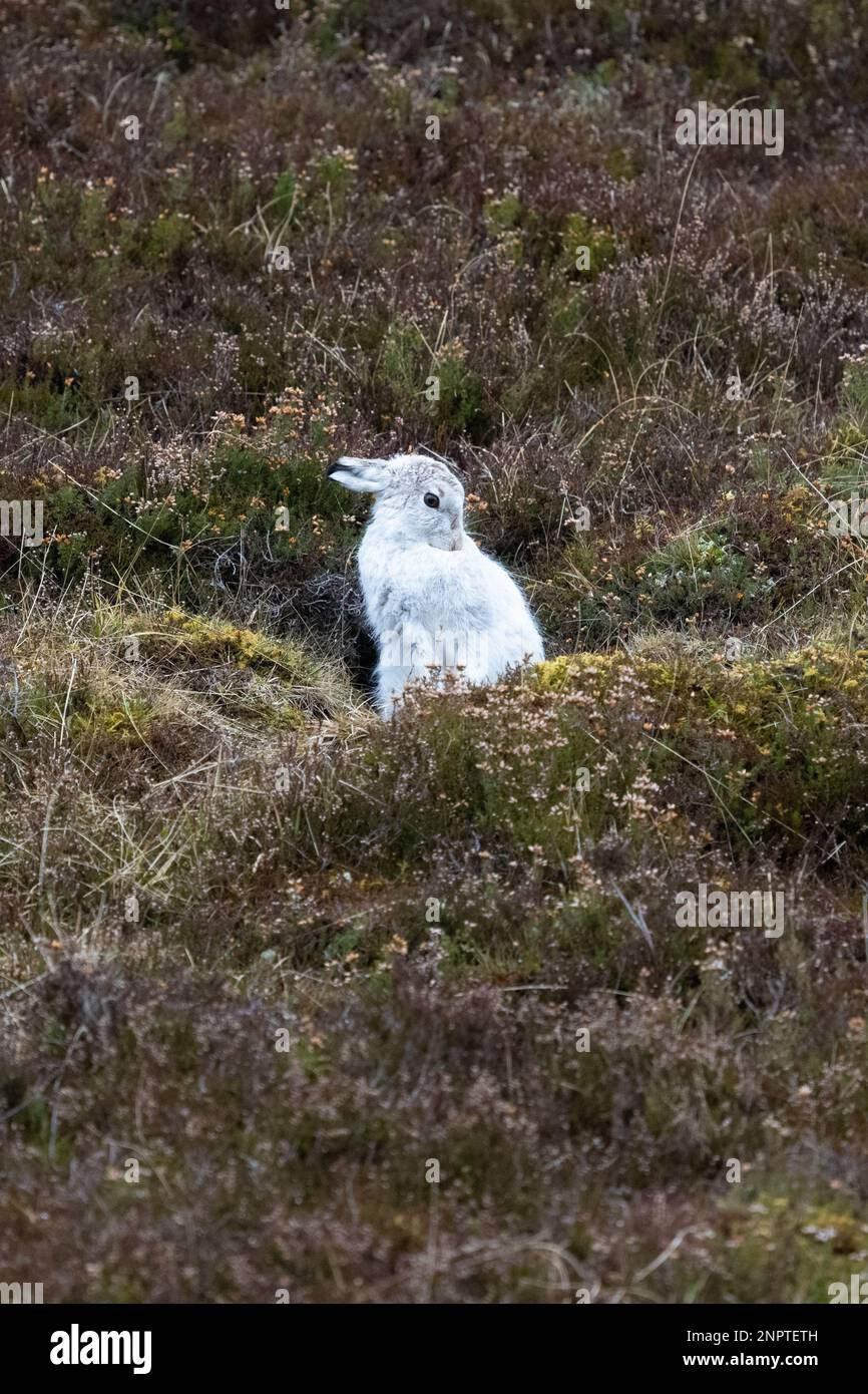 Lepre di montagna (Lepus timidus) in cappotto invernale - cospicua sulla collina scozzese marrone con una mancanza di neve - Coignashie, Highland, Scozia, UK Foto Stock