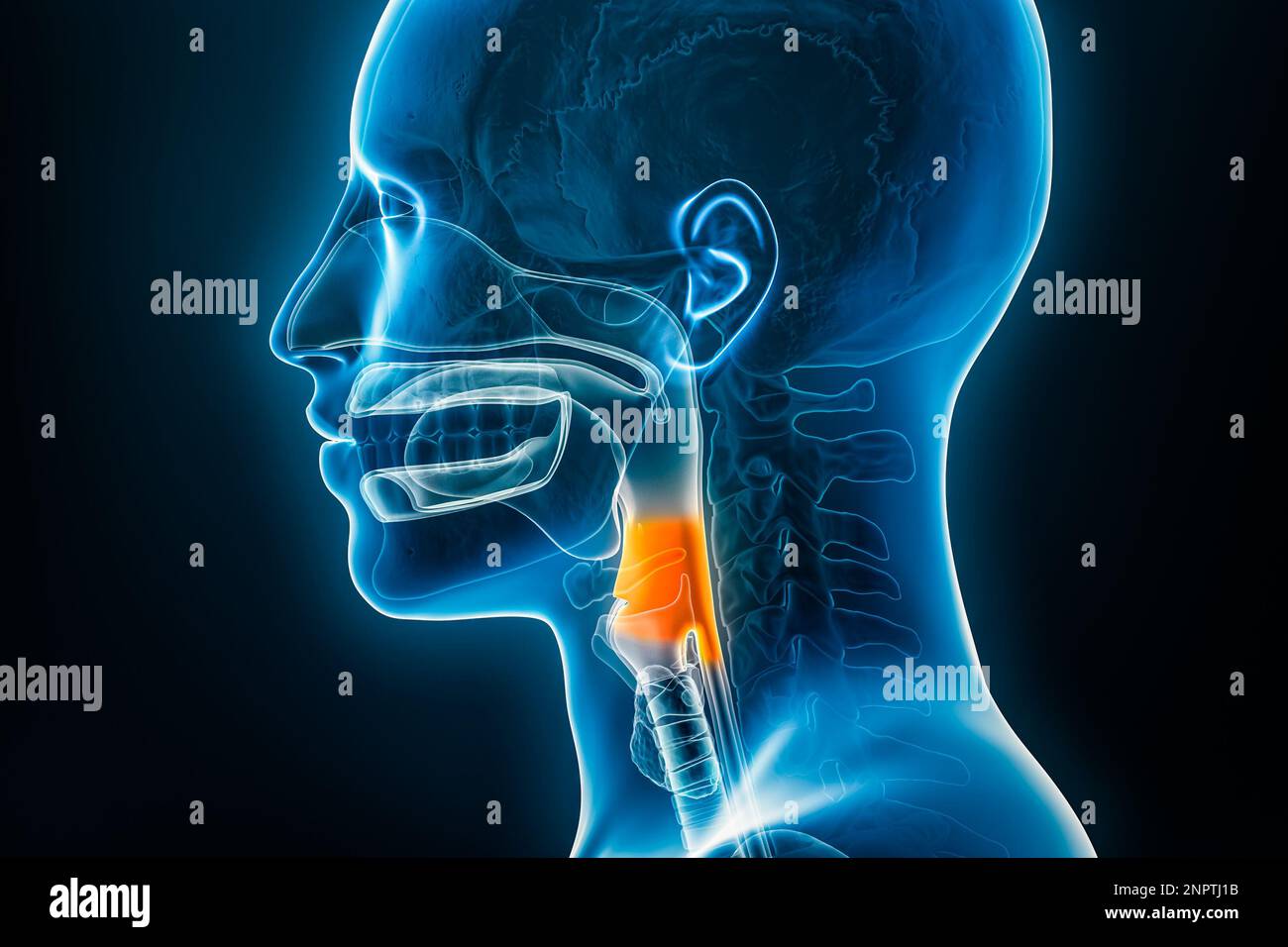 Proiezione radiografica laterale o del profilo della laringofaringe o ipofaringe 3D con contorni del corpo maschile. Anatomia umana, medica, biologia, Foto Stock Proiezione radiografica laterale o del profilo della laringofaringe o ipofaringe 3D con contorni del corpo maschile. Anatomia umana, medica, biologia, Foto Stock