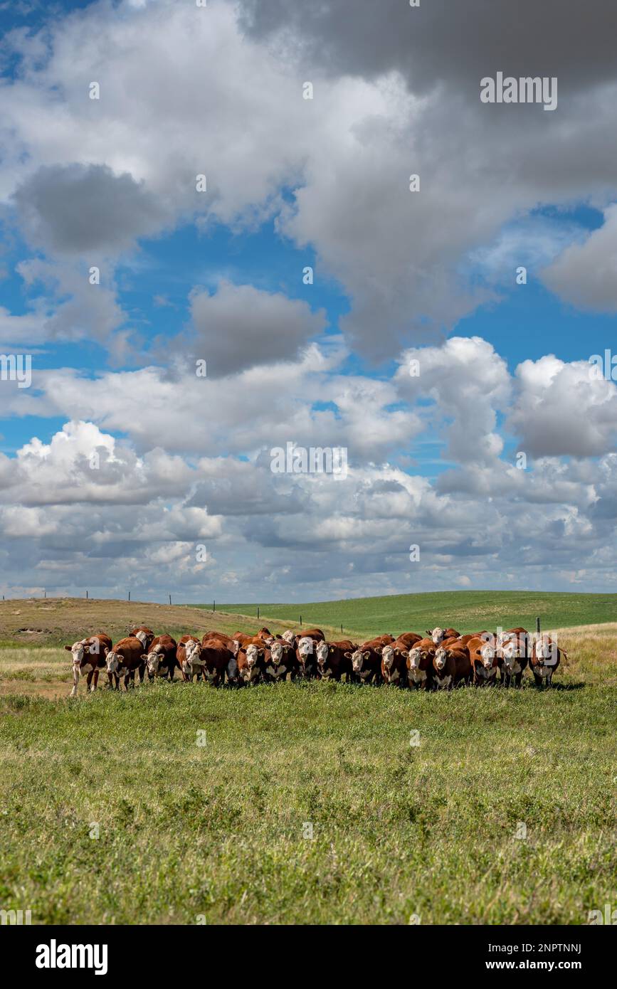 Una mandria di bovini Hereford che pascolano sotto un grande cielo di prateria in un pascolo Saskatchewan Foto Stock