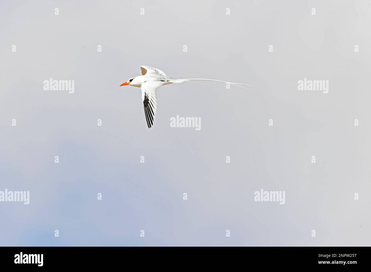 Un tropicibe dalla fattura rossa (Phaethon aethereus) in volo alle isole canarie. Foto Stock