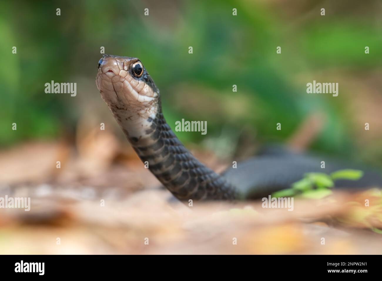 Un serpente nero del sud del corridore (una sottospecie del corridore orientale) cerca un pasto ai giardini botanici del Mead nel parco di inverno, Florida. Foto Stock