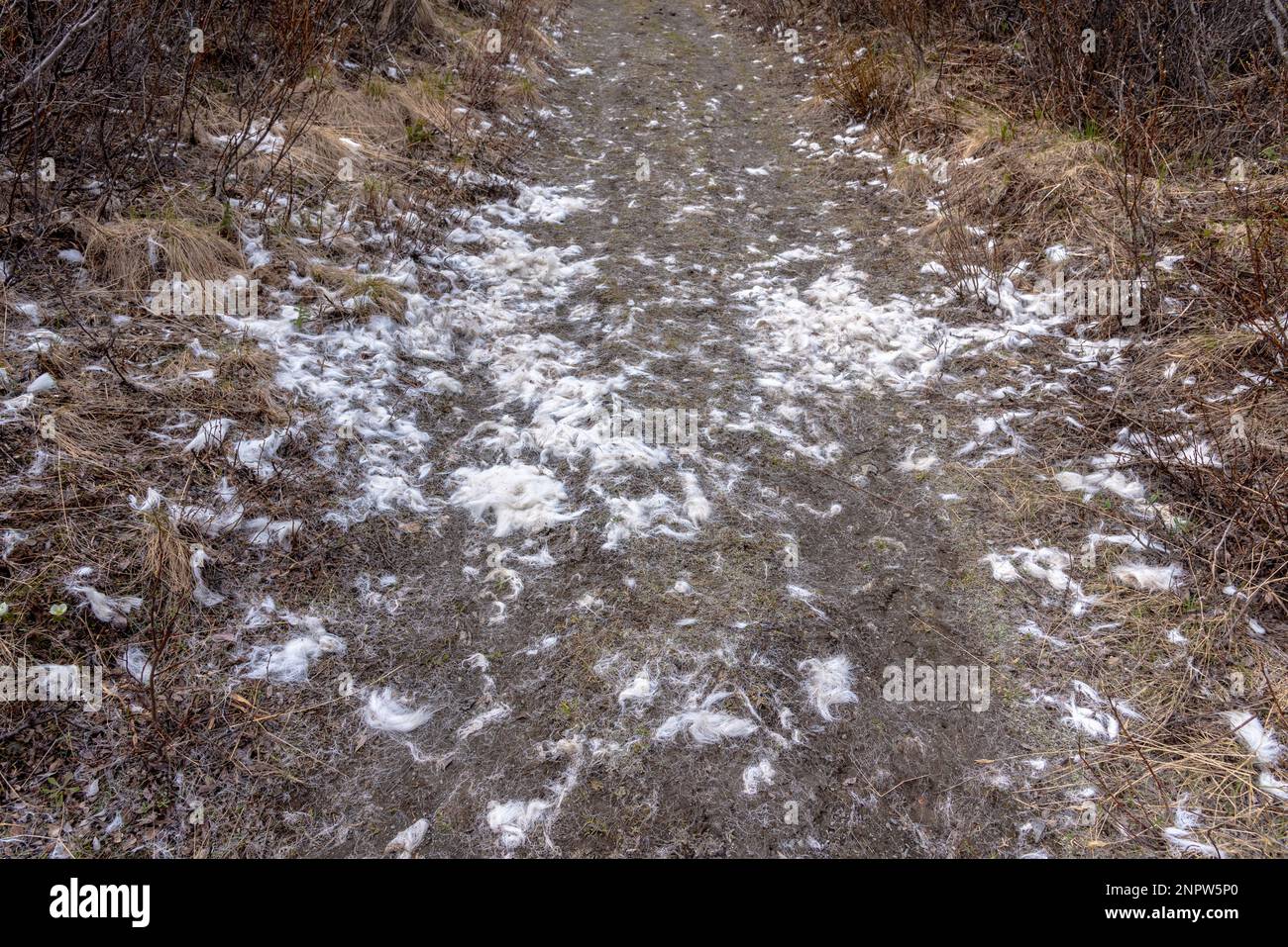Sentiero escursionistico in estate con pelliccia da un animale diffuso ovunque. Molto probabilmente una capra di montagna uccide. Foto Stock