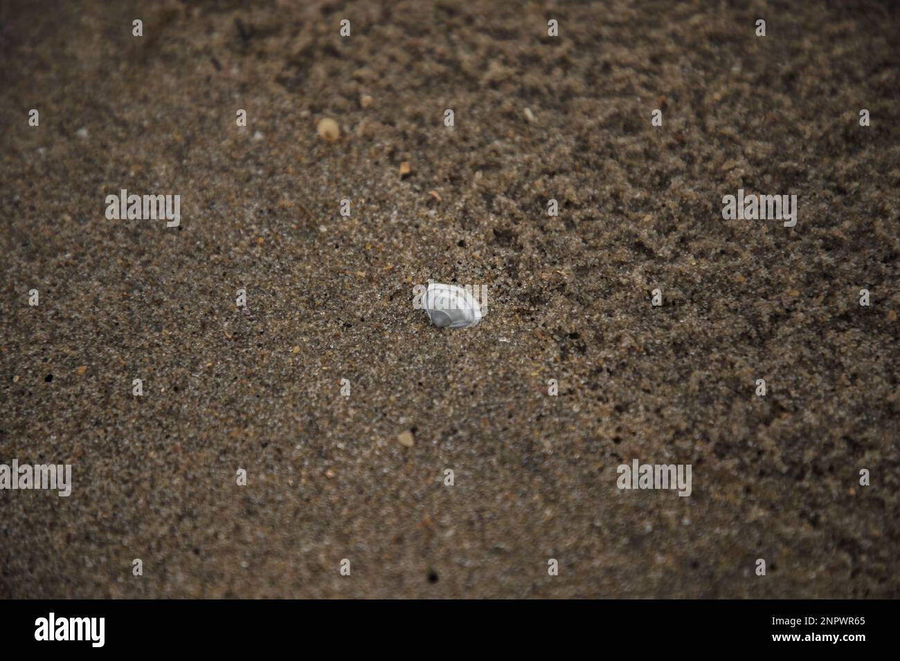 Bellissimo Seashell sepolto a Sand on Beach Foto Stock