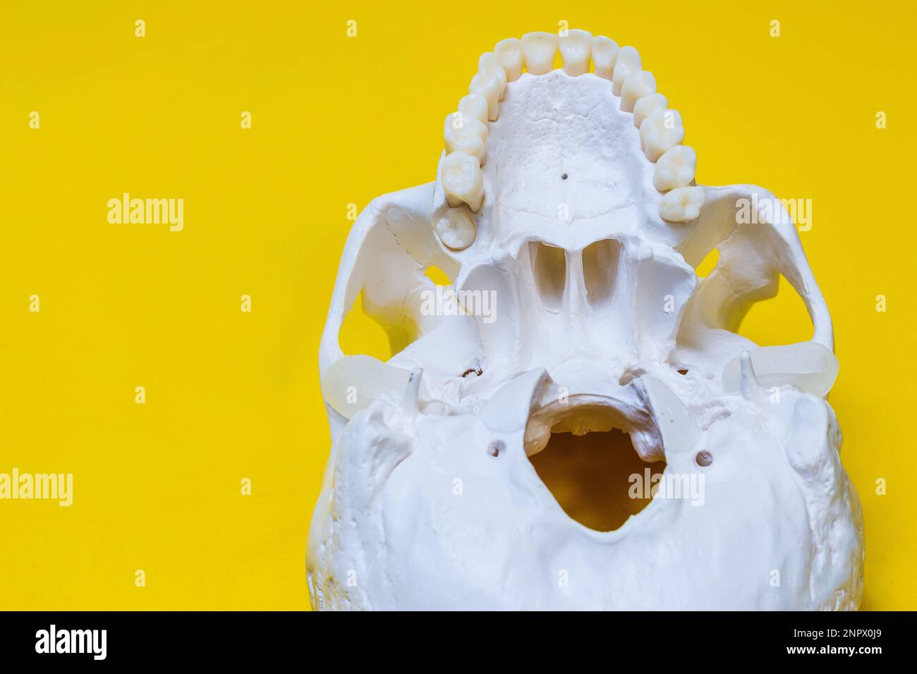 Cranio umano la struttura dell'osso della testa è una disposizione medica in sezione dal basso, l'oggetto, bianco puro, giace sulla superficie della parte posteriore gialla Foto Stock