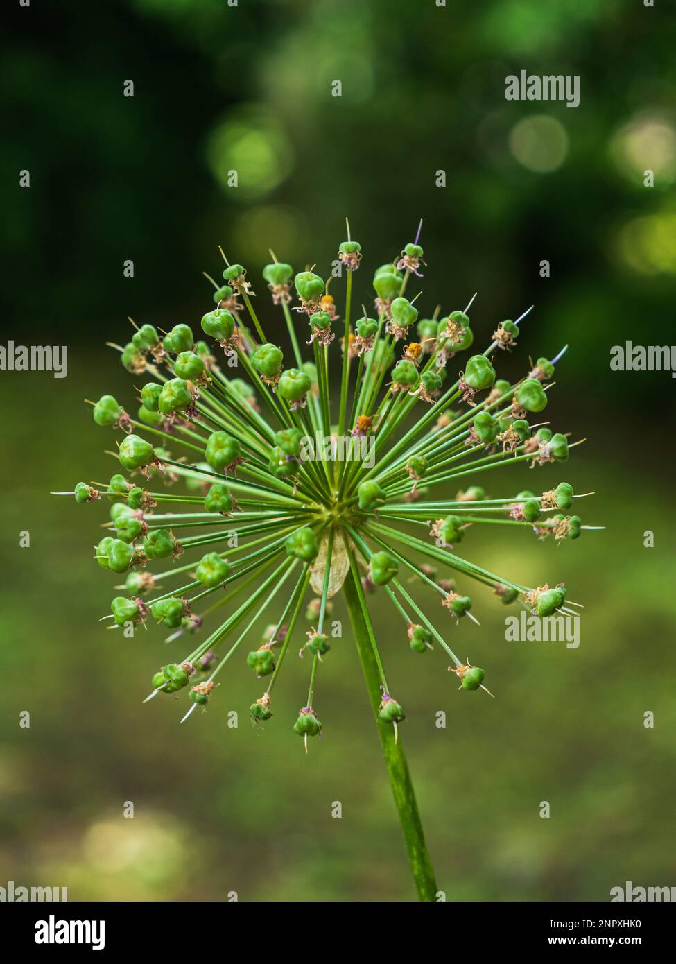 Verde allio perianth semi testa di fiore con sfondo blurry bokeh Foto Stock