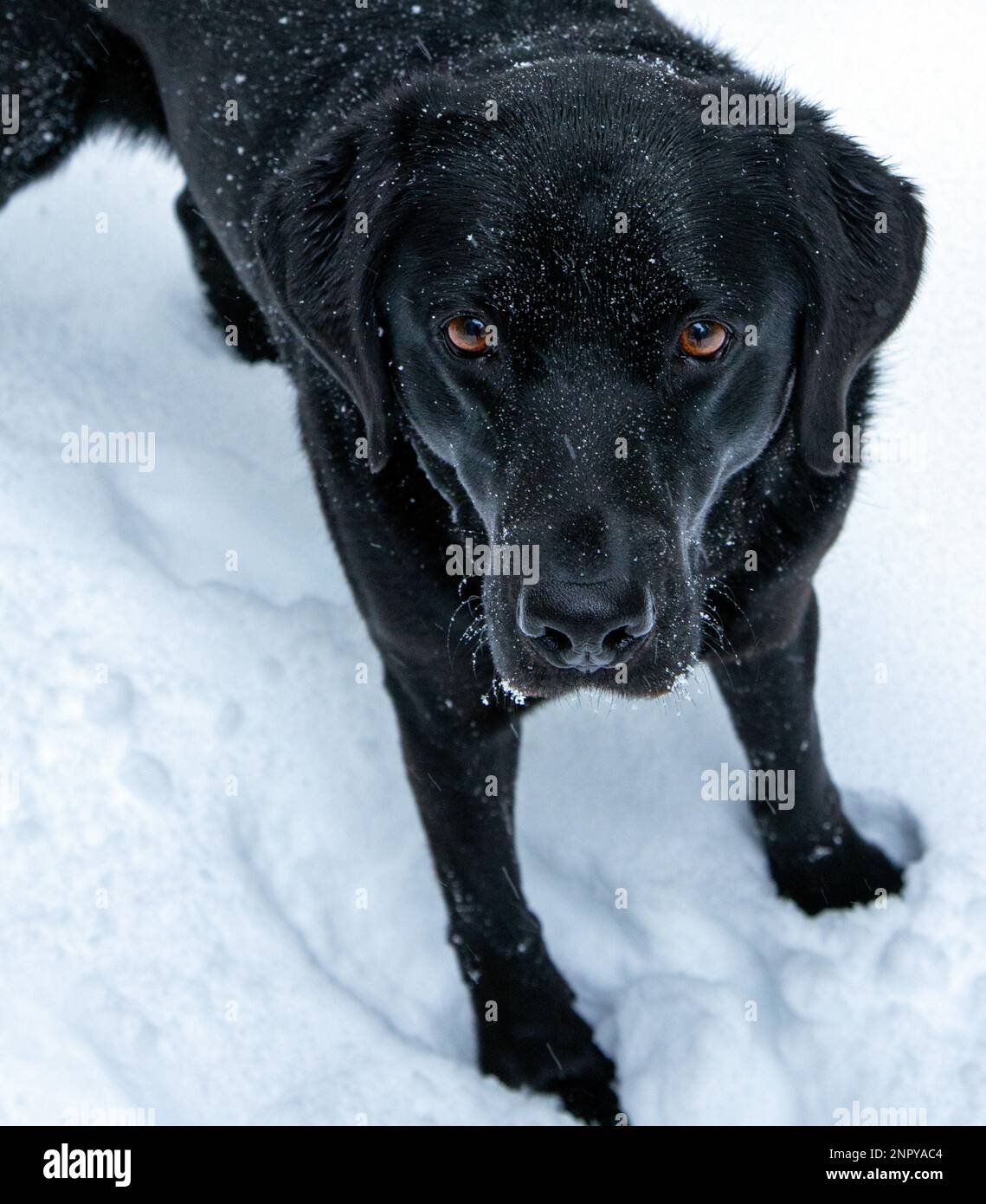 1art1 Zerbino Con Labrador Retriever Nella Neve - 70x50 Cm - Antiscivolo In PVC - Lavabile - 2