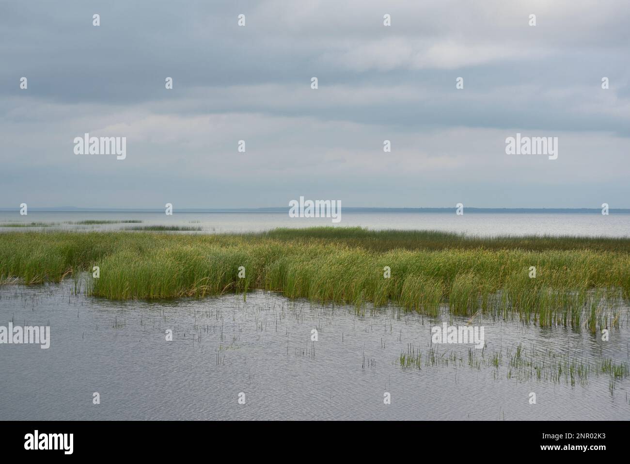 Palude di acqua dolce nel lago Huron a Cheboygan, Michigan. Foto Stock