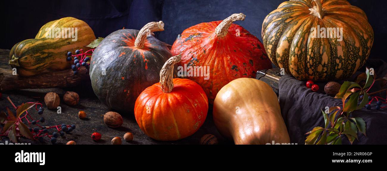 Autunno natura morta con varietà di zucche - frutti di cocurbita di diversi colori e dimensioni con noci e bacche, banner. Concetto del giorno del Ringraziamento Foto Stock