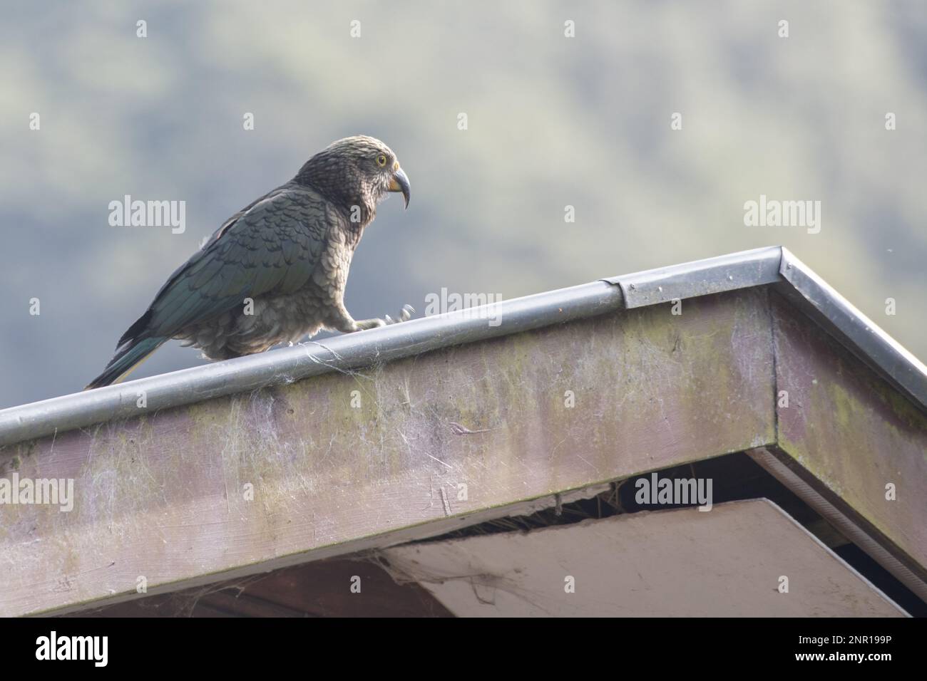 Kea (Nestor notabilis) una specie di pappagallo endemica della Nuova Zelanda, una delle specie iconiche della fauna selvatica dell'Isola del Sud e delle alpi meridionali. Foto Stock