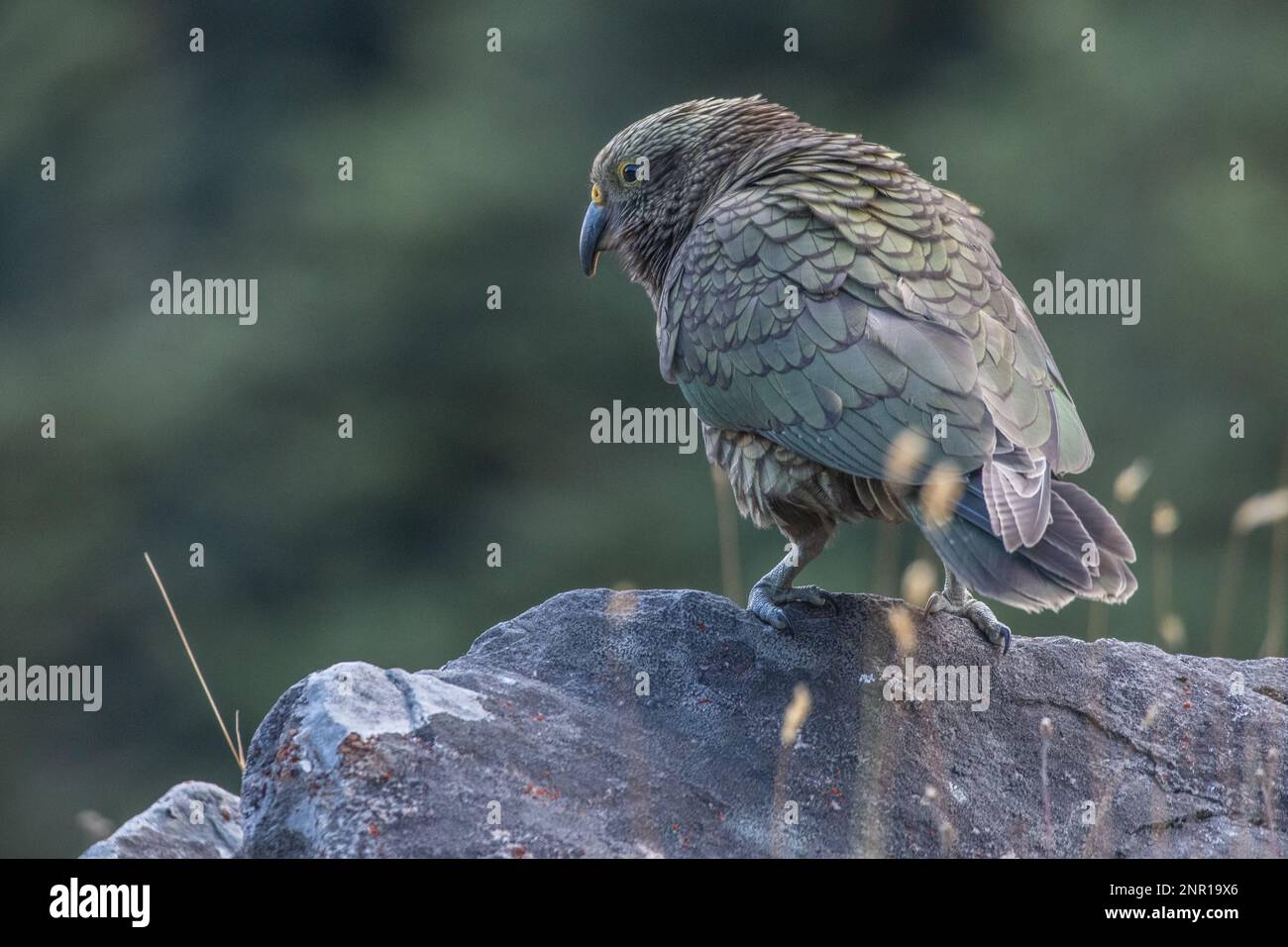 Kea (Nestor notabilis) una specie di pappagallo endemica della Nuova Zelanda, una delle specie iconiche della fauna selvatica dell'Isola del Sud e delle alpi meridionali. Foto Stock