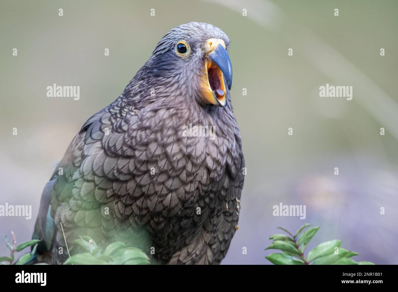 Kea (Nestor notabilis) una specie di pappagallo endemica della Nuova Zelanda, una delle specie iconiche della fauna selvatica dell'Isola del Sud e delle alpi meridionali. Foto Stock