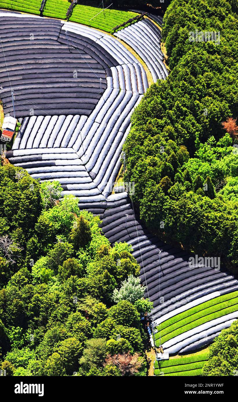 An aerial photo shows the tea plantation at the time of picking new tea in Wazuka Town, Kyoto Prefecture on May 11, 2020. Kyoto Prefecture is one of the production area of Japanese tea. ( The Yomiuri Shimbun via AP Images ) Foto Stock