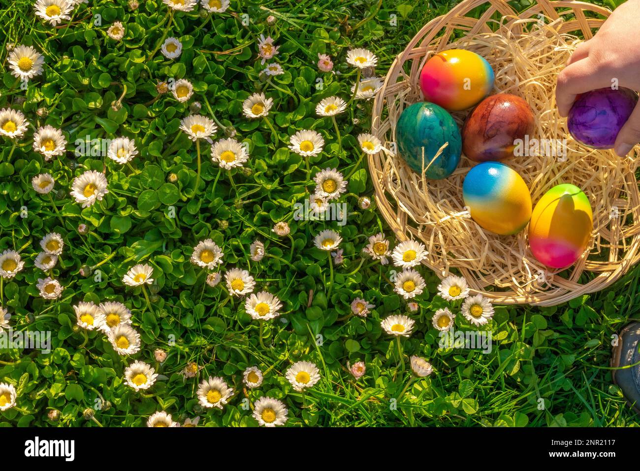 Uovo Hunt.Collection di uova colorate da bambini in un prato con margherite.Pasqua vacanza Tradition.Child raccogliere uova dipinte nel giardino di primavera Foto Stock