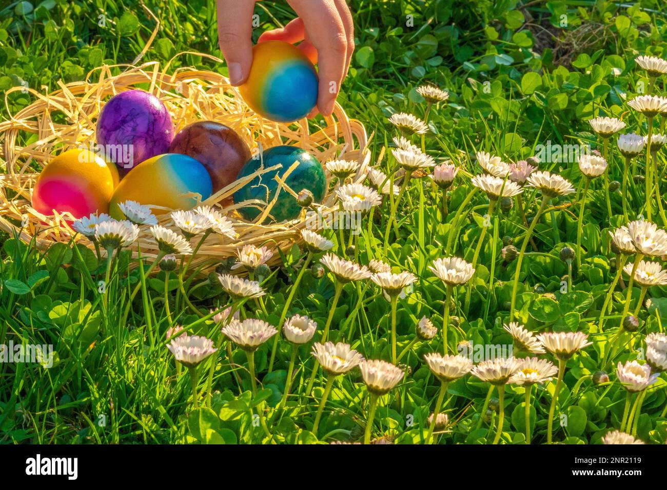 Caccia all'uovo di Pasqua. Raccolta di uova colorate da parte dei bambini in un prato con margherite.Pasqua vacanza Tradition.Child raccogliere le uova dipinte in primavera Foto Stock