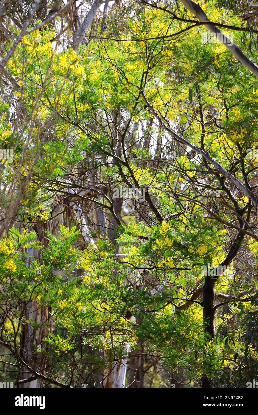 Fiori d'oro brillante su un albero d'acqua nel cespuglio, Berrima, NSW, Australia. Foto Stock