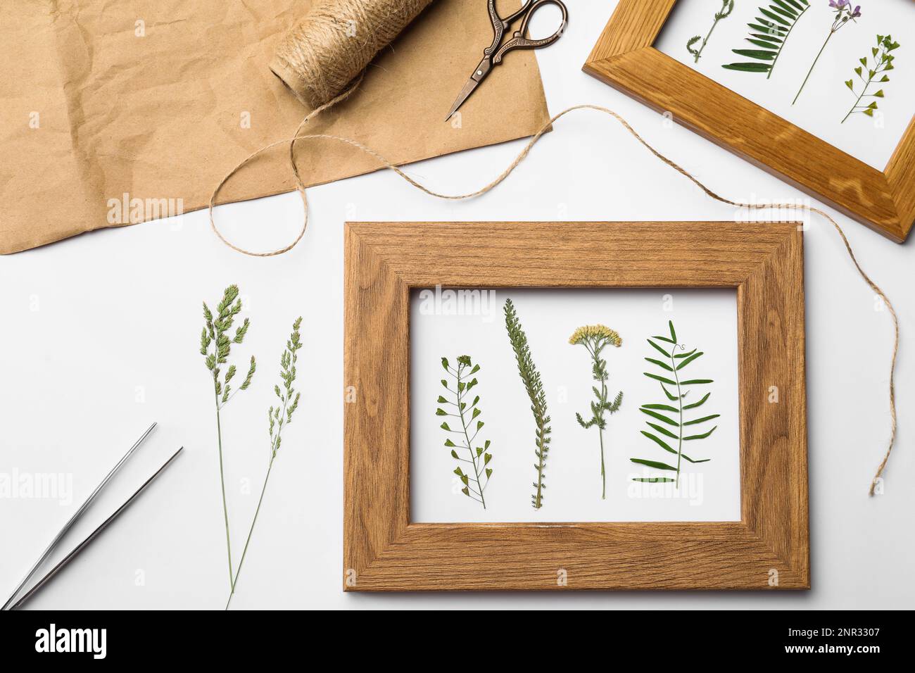 Composizione di posa piatta con cornici di fiori di prato secchi selvatici su sfondo bianco Foto Stock