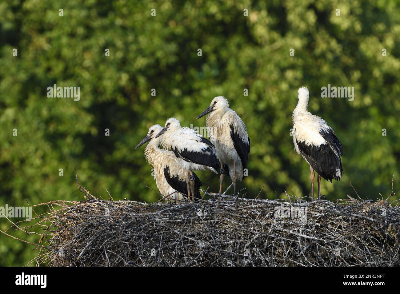 Cicogna bianca (Ciconia ciconia), giovani uccelli in nido, Anholt, basso Reno, Nord Reno-Westfalia, Germania, Europa Foto Stock