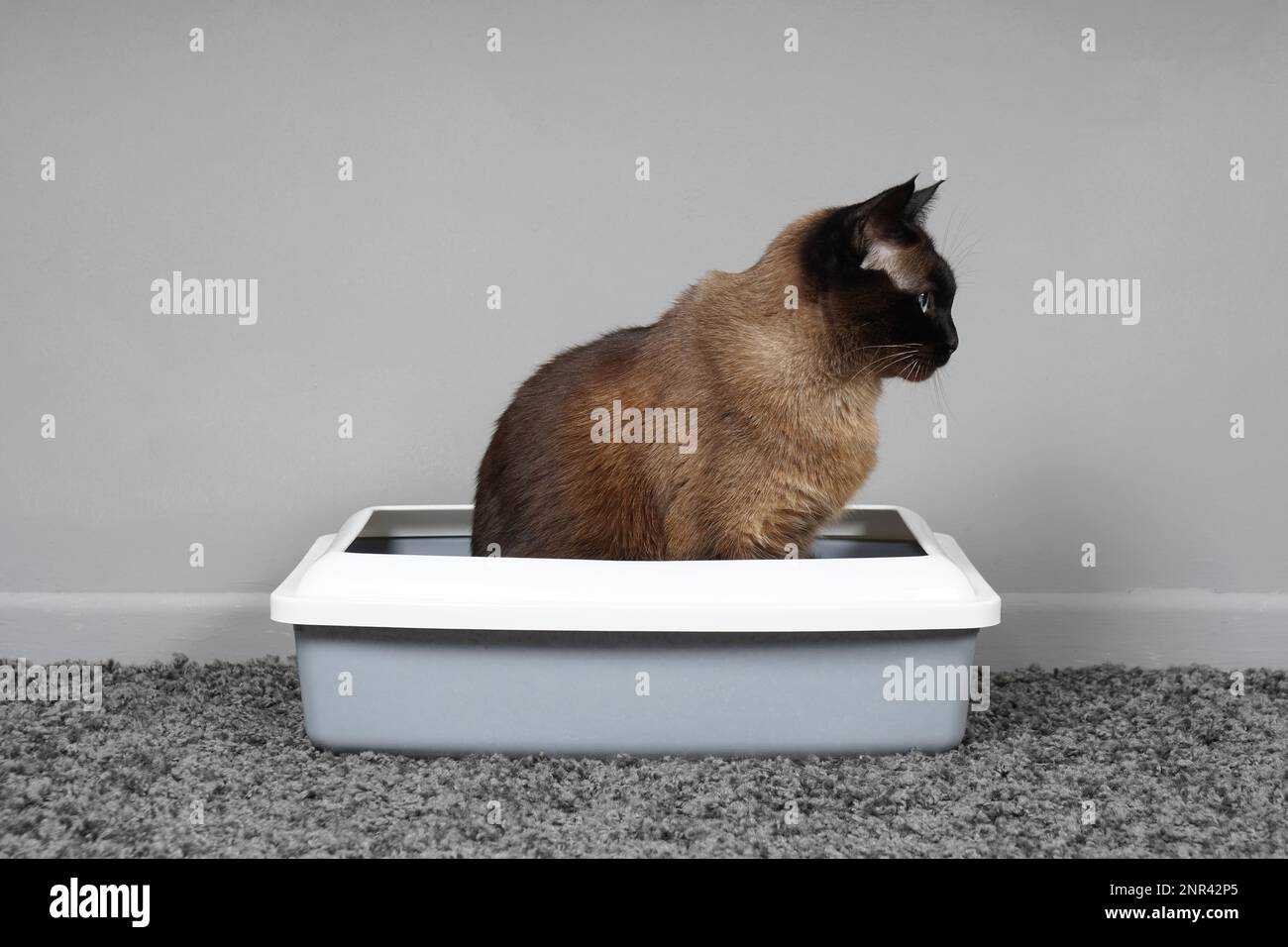 Cat in toilet immagini e fotografie stock ad alta risoluzione - Alamy