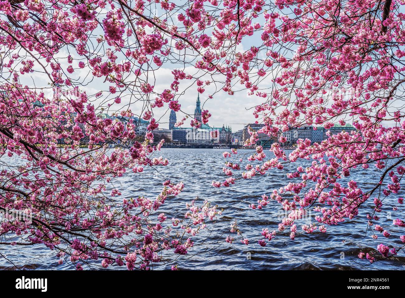 Primavera ciliegia fiorire sulla riva del lago Alster ad Amburgo, Germania contro paesaggio urbano e cielo blu Foto Stock