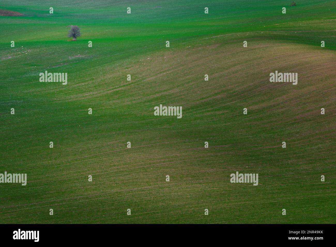 Un albero solitario in piedi in autunno campi moravi Foto Stock
