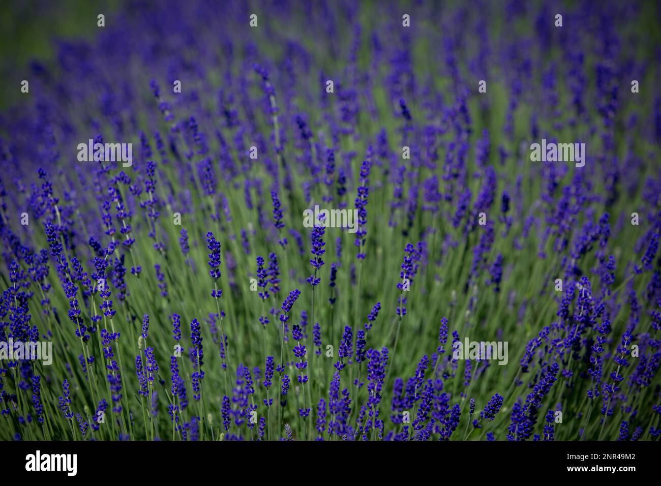 Splendidamente fiorire cespugli di lavanda in un grande campo di lavanda. Campo di lavanda in Polonia Foto Stock