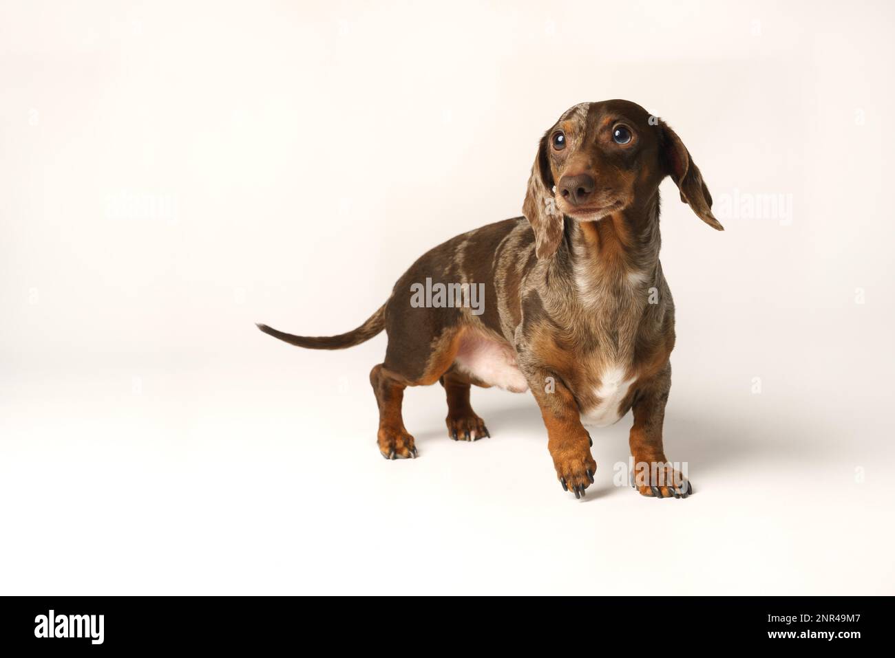 Mini dachshund di coniglio, cappotto marmorizzato. Isolato su sfondo bianco in studio Foto Stock