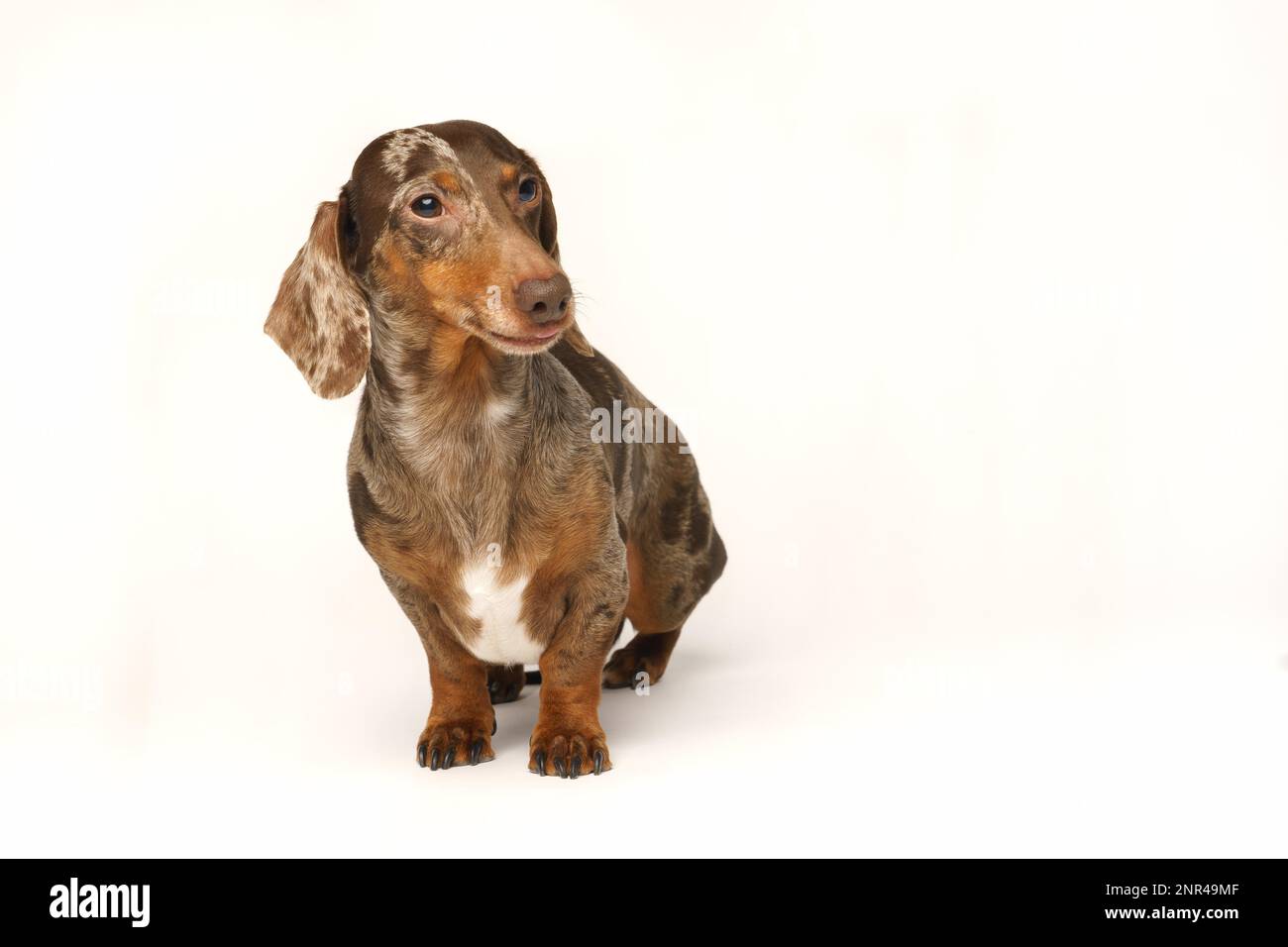 Mini dachshund di coniglio, cappotto marmorizzato. Isolato su sfondo bianco in studio Foto Stock