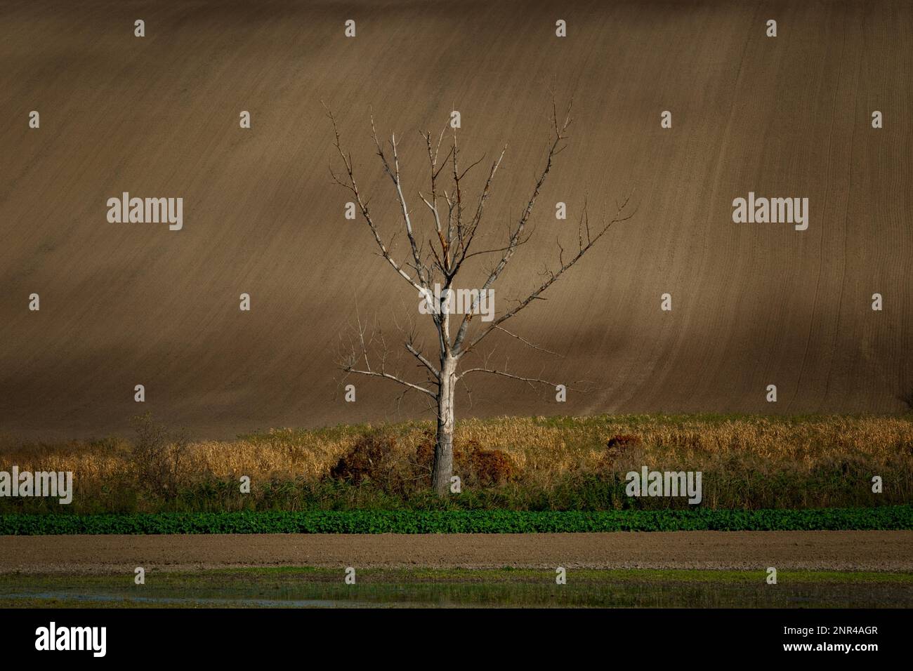 Un albero solitario in piedi nel mezzo di campi moravi splendidamente ondulati. repubblica Ceca, Moravia, Repubblica Ceca Foto Stock