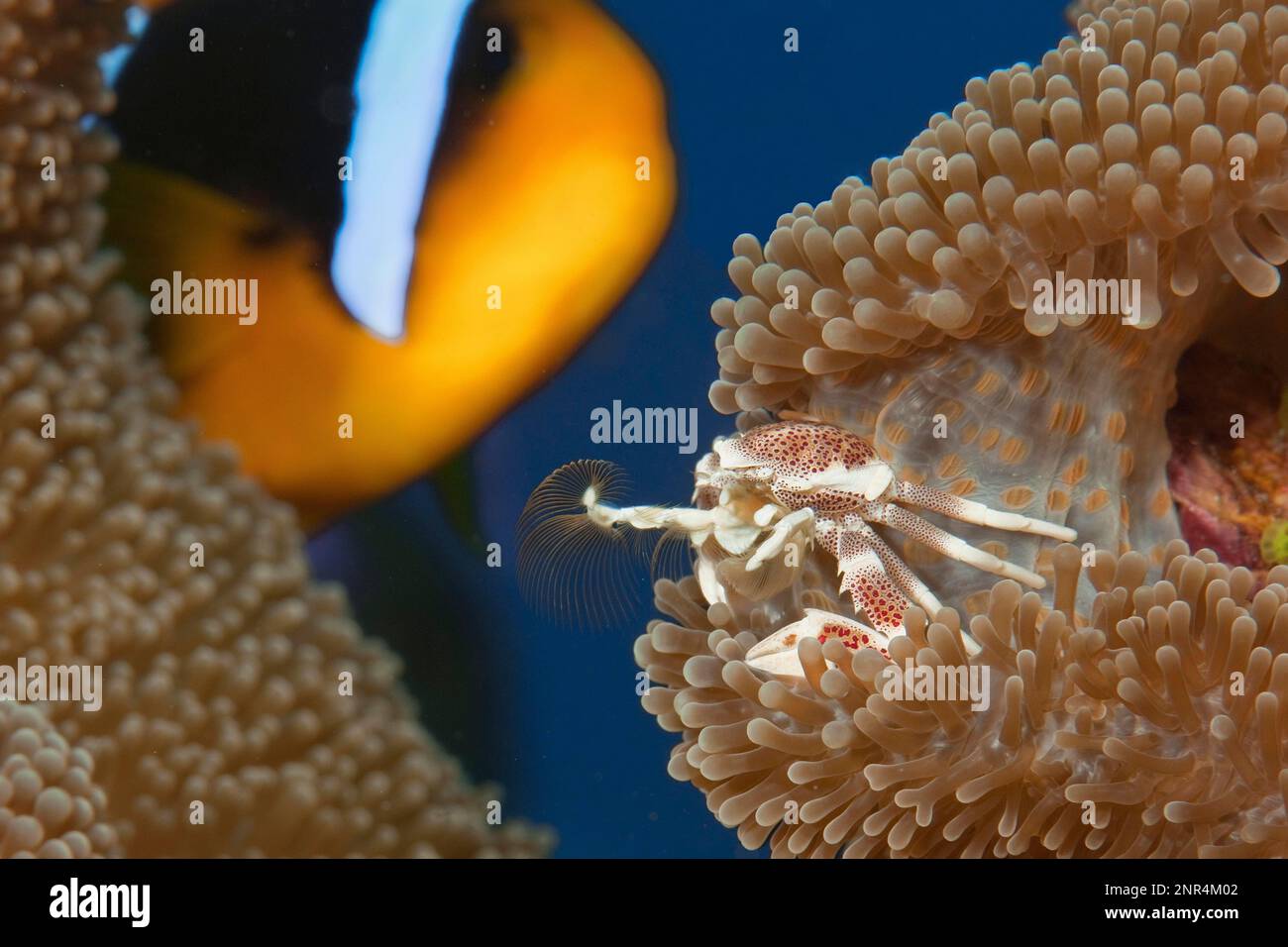 Granchio di anemone macchiato, granchio di anemone macchiato, catture plancton, Indo-Pacifico, granchio di porcellana maculatato (Neopetrolisthes maculatus) Foto Stock