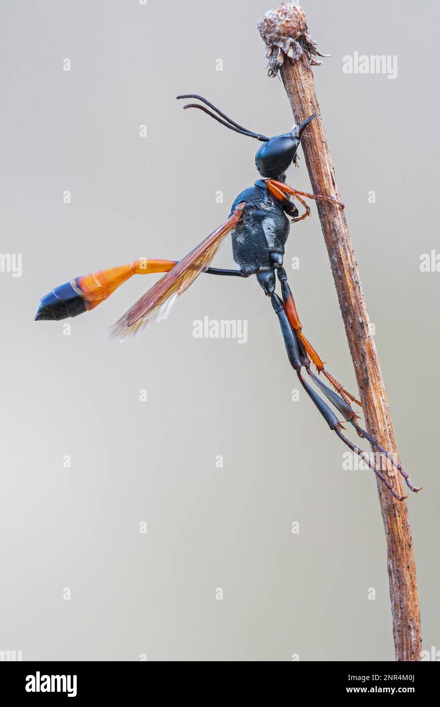 Vespe di sabbia con bande rosse (Ammophila sabulosa) vespe di burring, addormentarsi, mordere su un fiore fiorito, insetto, Medio Elbe River Landscape, Medio Elb Foto Stock