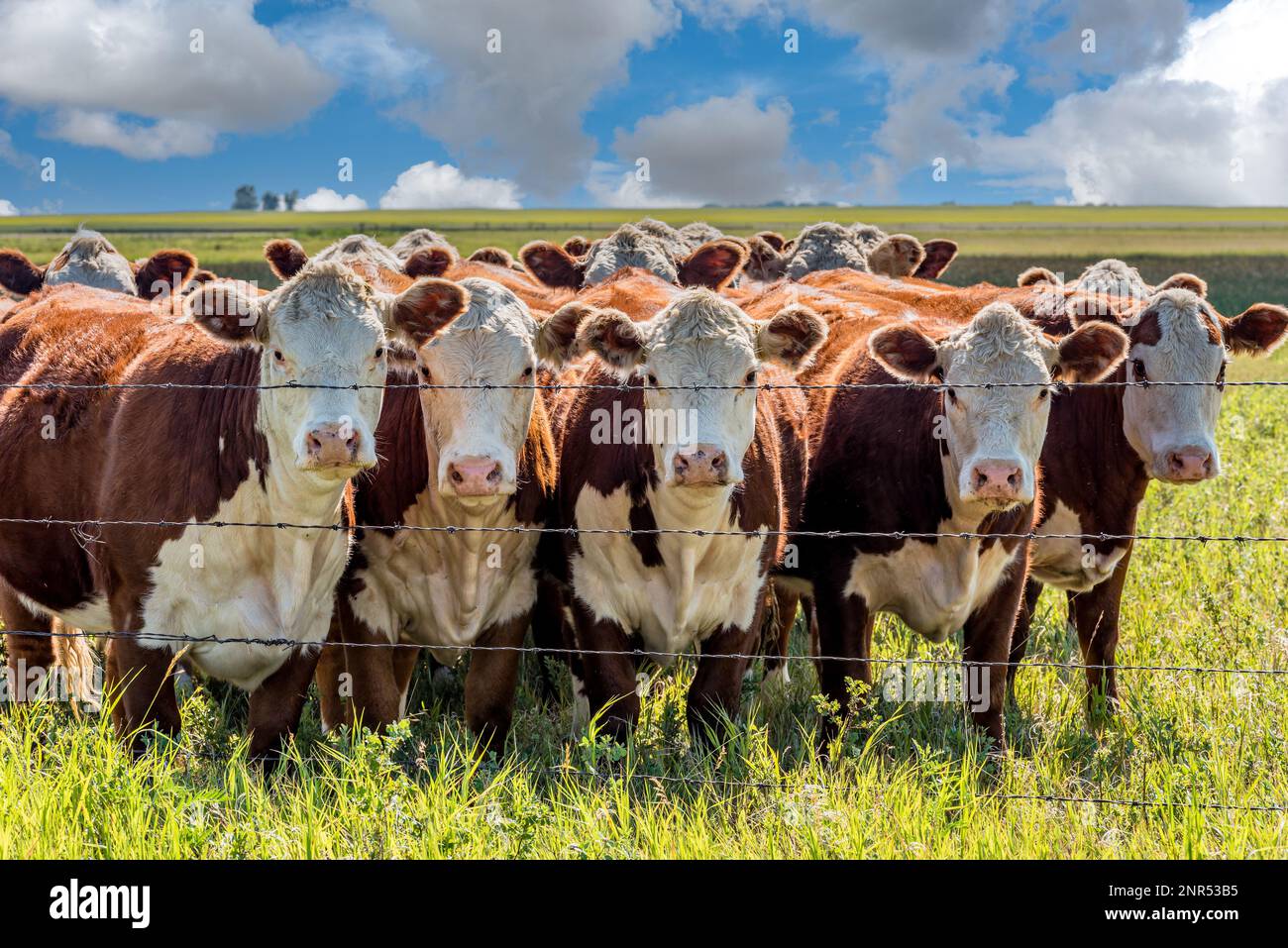 Primo piano di una mandria di bovini Hereford al pascolo in un pascolo Saskatchewan Foto Stock