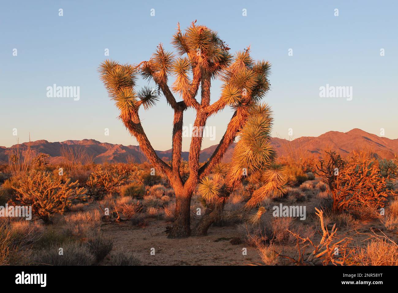 Joshua Tree nella contea di Mohave, Arizona, Sunsetting nel deserto dell'Arizona, Hualapai Mountains Foto Stock