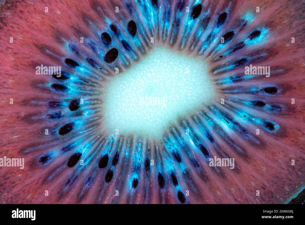 Una sezione trasversale di Kiwifruit assomiglia a qualcosa nello spazio esterno (una nebulosa o una supernova) in questa foto scattata con luce ultravioletta. Foto Stock