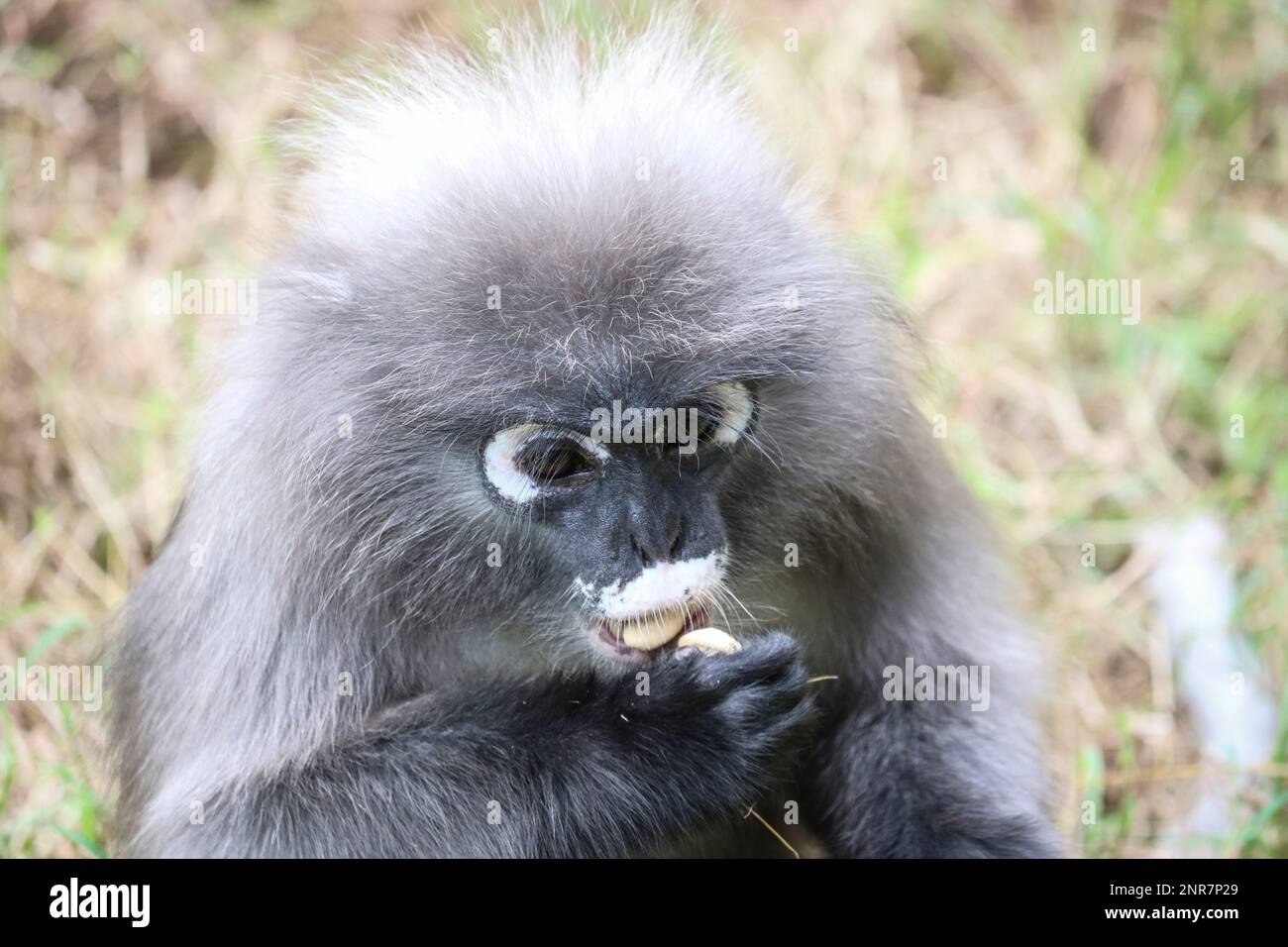 Ritratto di una bella scimmia foglia crepusky (Trachypithecus obscurus). Il langur dusky mangia una delizia di noci. Foto Stock