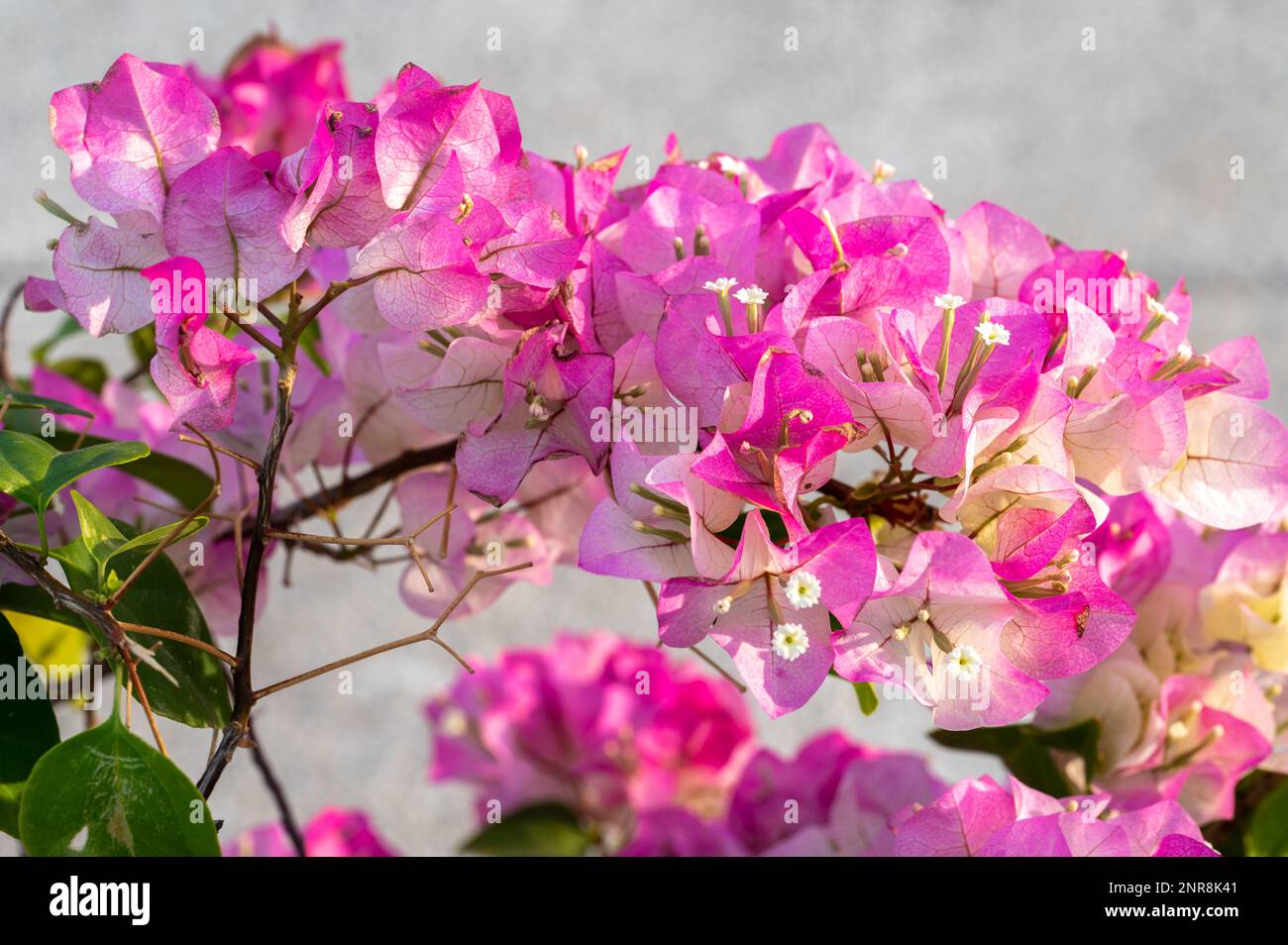Fiori sfondo. Bella scena naturalistica con fiori in fiore in luce solare. Fiori estivi. Sfondo estivo. Full Frame Shot di fiori colorati Foto Stock