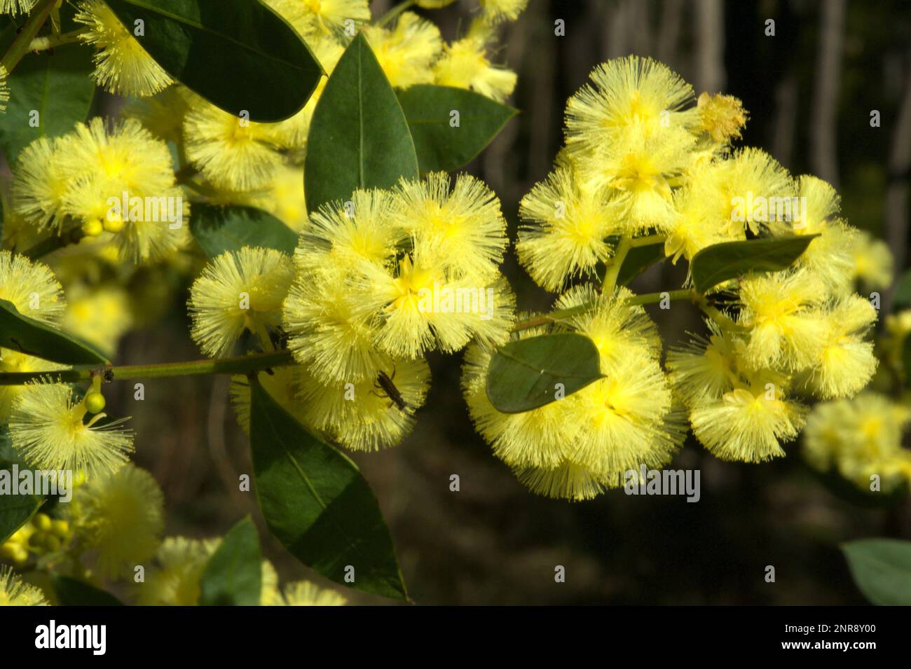 La primavera in Australia è tempo di Wattle - gloriosi fiori d'oro ovunque. Questo è Blackwood (Acacia Melanoxylon) presso la Hochkins Ridge Reserve. Foto Stock