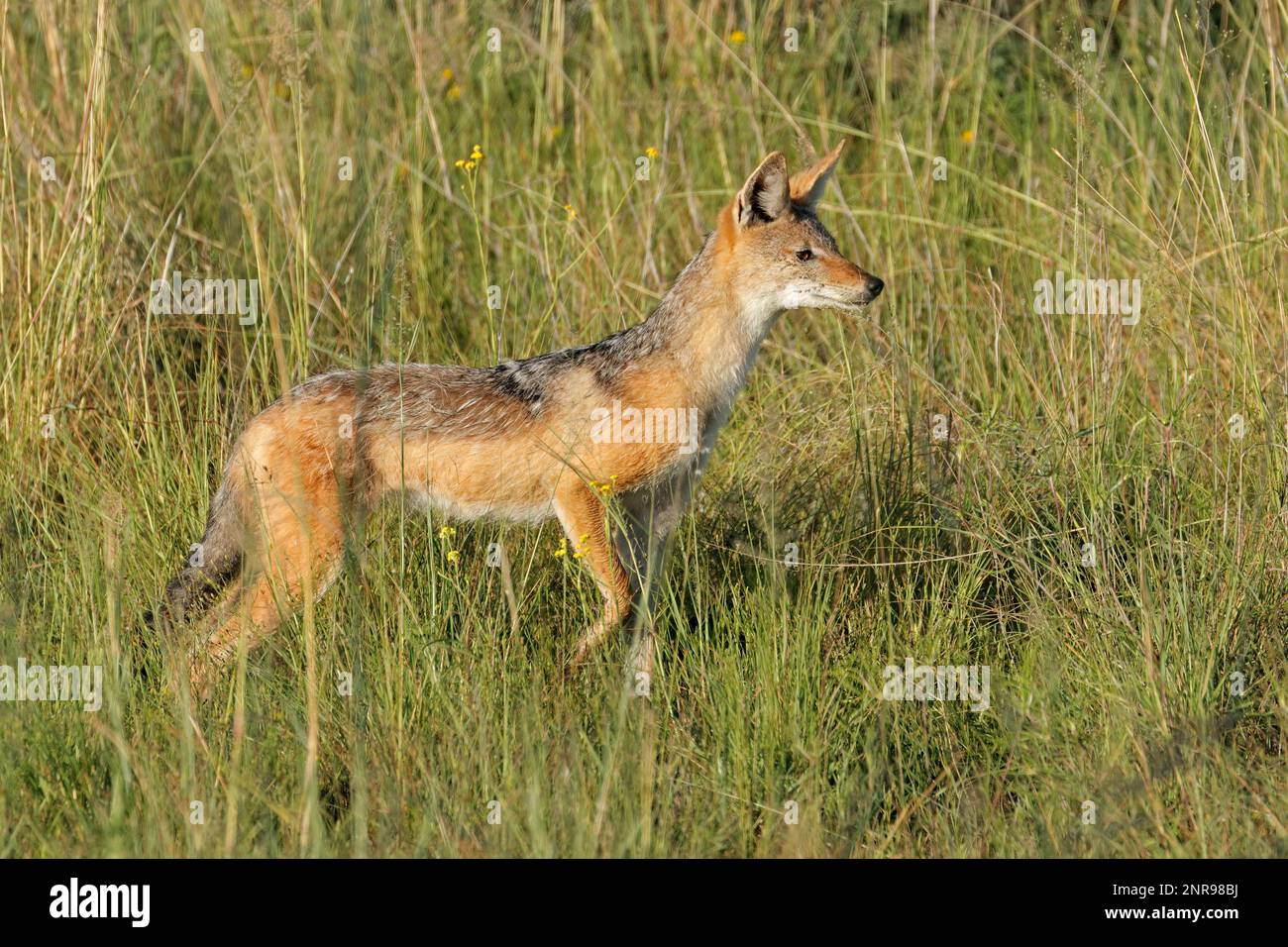 Allerta jackal nero-backed (Canis mesomelas) in piedi in prateria, Sudafrica Foto Stock