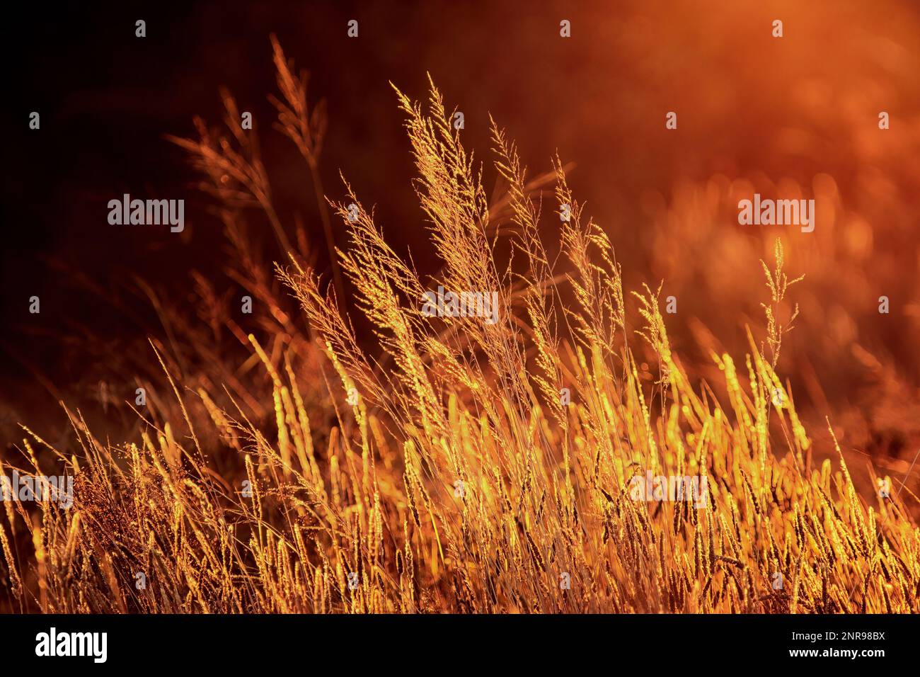 Le erbe dorate si illuminano nella calda luce dell'alba Foto Stock