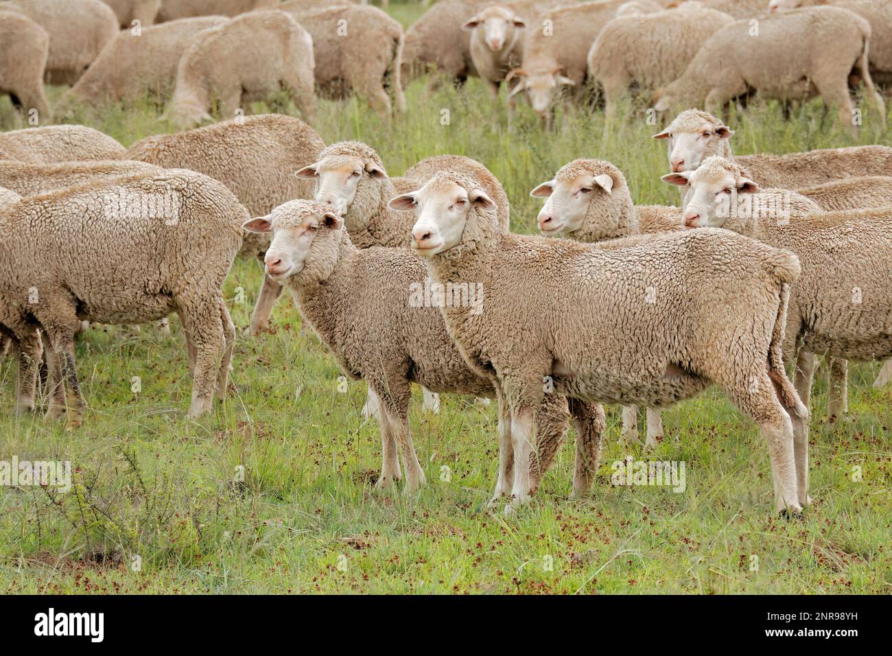 Pecora merino a catena libera in una fattoria rurale sudafricana Foto Stock