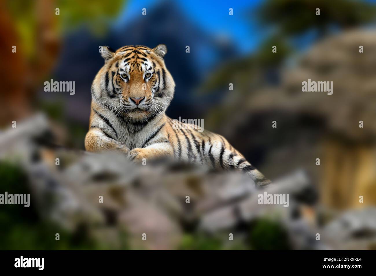 Primo piano adulto Tiger su roccia collina Foto Stock