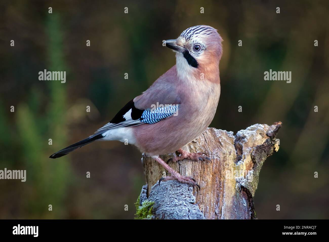 Un ritratto ravvicinato di una gialle eurasiatica, Garrulus glandarius, arroccato su un vecchio tronco di albero guardando indietro Foto Stock