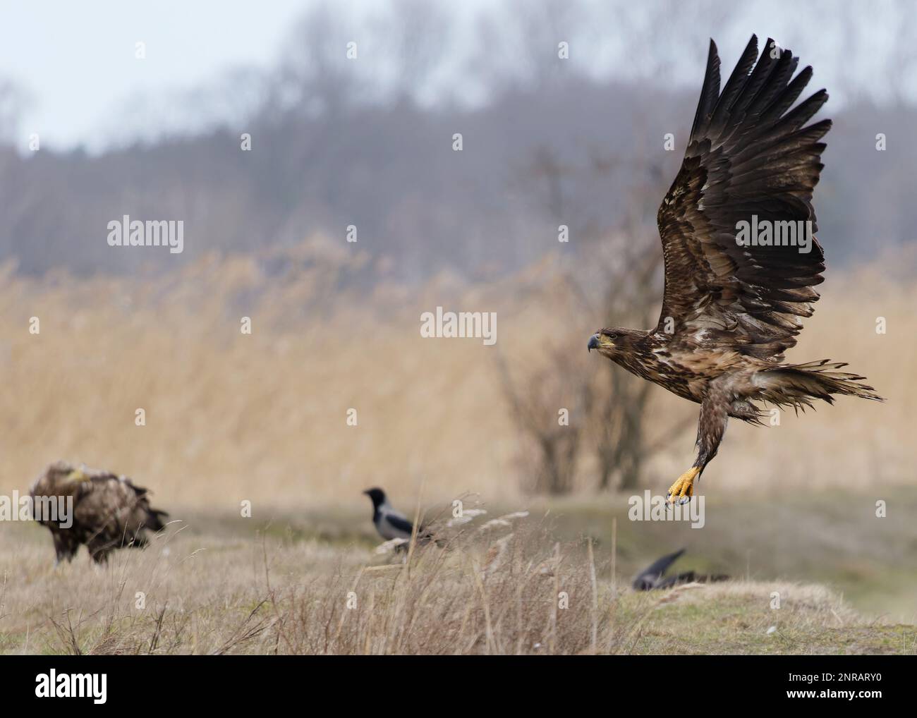 Caccia all'aquila dalla coda bianca. Seconda seduta a terra con corvo grigio. Uccello cacciato a terra. Foto Stock