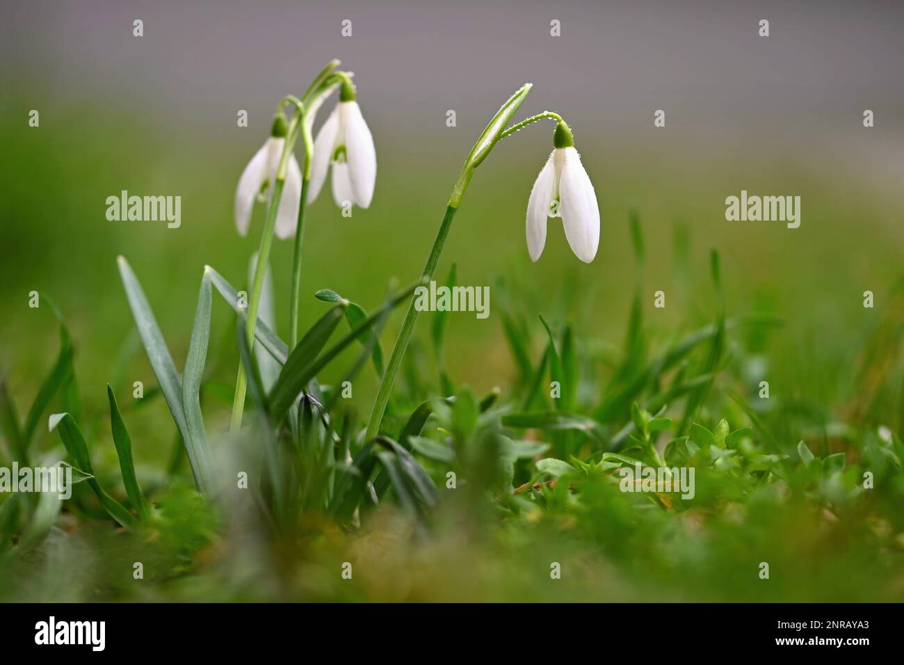 Snowdrops - bellissimi fiori bianchi di primavera. Le prime piante in fiore in primavera. Sfondo colorato naturale. (Galanthus nivalis) Foto Stock