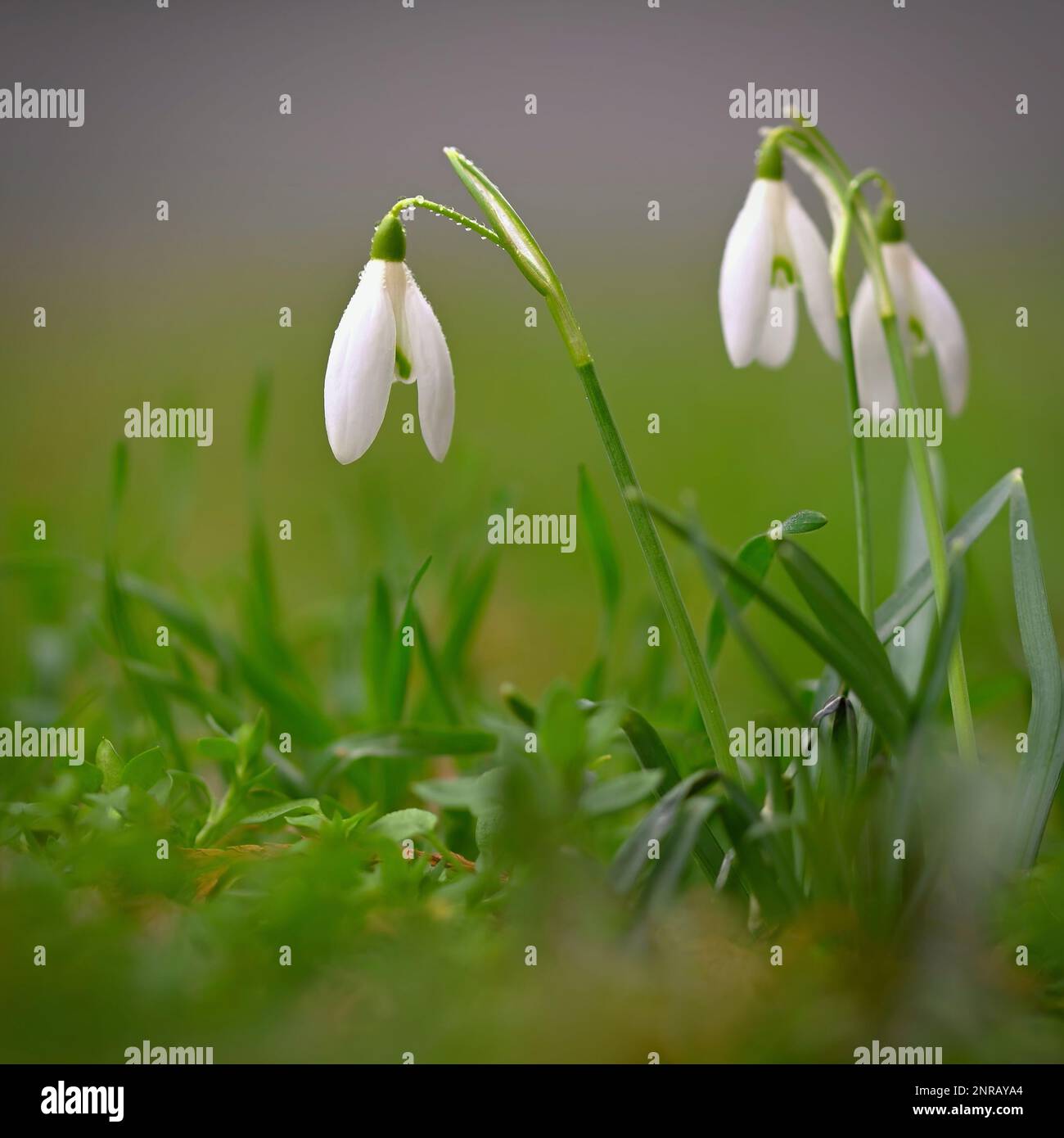 Snowdrops - bellissimi fiori bianchi di primavera. Le prime piante in fiore in primavera. Sfondo colorato naturale. (Galanthus nivalis) Foto Stock