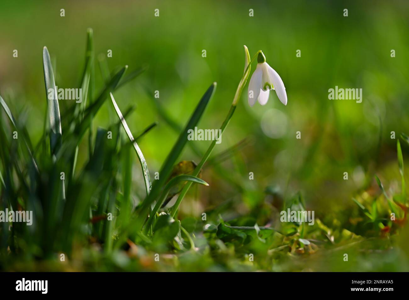 Snowdrops - bellissimi fiori bianchi di primavera. Le prime piante in fiore in primavera. Sfondo colorato naturale. (Galanthus nivalis) Foto Stock