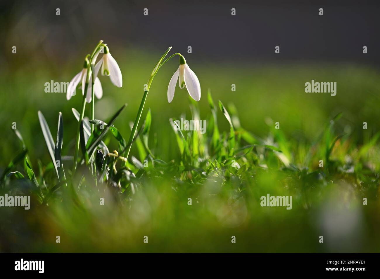 Snowdrops - bellissimi fiori bianchi di primavera. Le prime piante in fiore in primavera. Sfondo colorato naturale. (Galanthus nivalis) Foto Stock